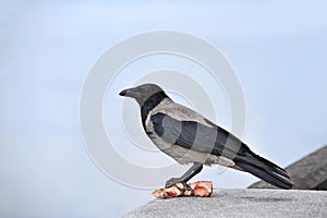 Raven with meat photo