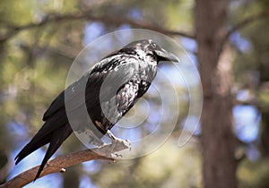 A Raven, Member of the Genus Corvus