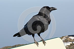 Raven on mountain, La Palma, Canary Isles