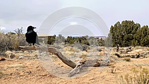 Raven - Needless District - Canyonlands National Park - Utah