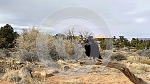 Raven - Needless District - Canyonlands National Park - Utah