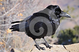 Raven is one of several larger-bodied species of the genus Corvus photo