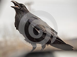 Raven with open beak