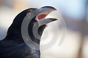 raven with open beak in mid-call