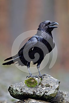 Raven with open beak sitting on the stone. Moose stone with black bird. Black bird in the nature habitat. Raven on the rock. Wildl photo
