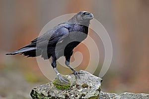 Raven with open beak sitting on the stone. Moose stone with black bird. Black bird in the nature habitat. Raven on the rock. wildl