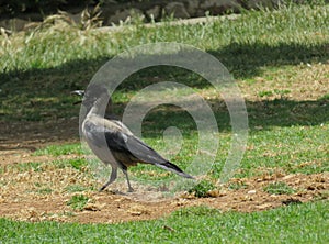 Raven in the park calling its mate