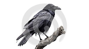 Raven Perched on a Branch