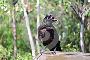 A raven perched on a garbage container catching flies