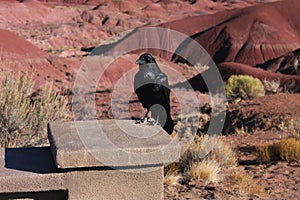 Raven perched on a pillar entryway at the Painted Desert