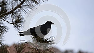 Raven perched in Pinyon tree cawing