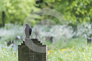 Raven perched on a tombstone