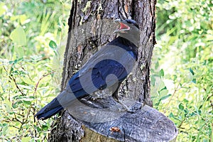 A raven perched on a tree stump