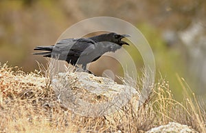 Raven perches on a rock in the field