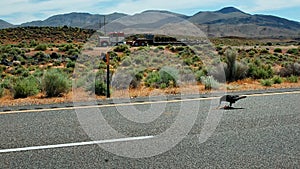 A raven picking up some road kill somewhere along highway 395 in the Mojave Desert in California as a truck passes by.