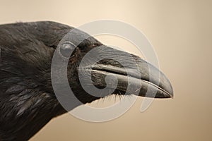 Raven portrait / Corvus corax