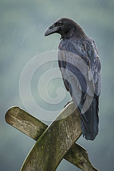 Raven in the rain photo