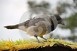 Raven on a roof