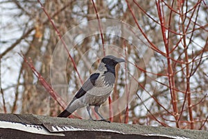 Raven on a roof.