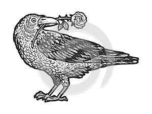 Raven with rose in beak sketch vector illustration