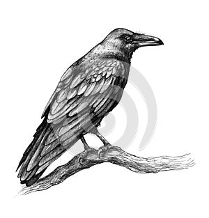 Raven  Side View Pencil Drawing