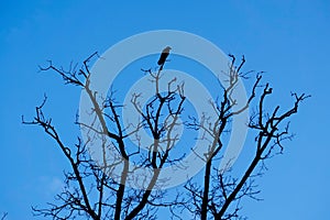 A Raven sits on a dried-up tree against a blue sky.