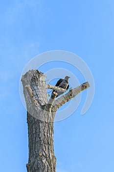 the raven sits on a fallen tree against the blue sky