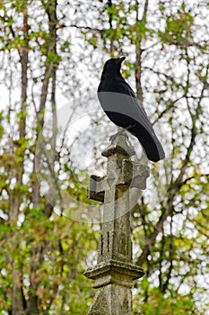 Raven sitting atop monument in PÃ¨re Lachaise Cemetery, Paris, France photo