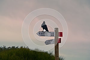 Raven sitting on Information signes photo