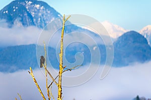 Raven sitting ona tree branch in Pitt Polder at the town of Maple Ridge in the Fraser Valley of British Columbia, Canada