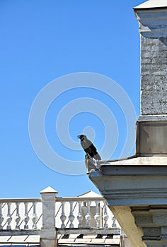 Raven sitting on the roof