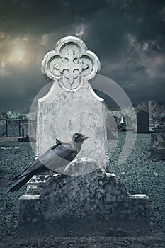 Raven sitting on tombstone photo