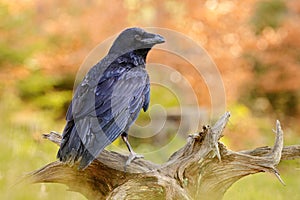 Raven, sitting on the tree trunk. Bird behavior in nature. Wildlife feeding behaviour scene in the forest. Black shiny glossy bird