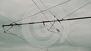 Raven sitting on wires