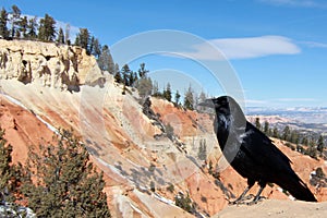 Raven in southern Utah