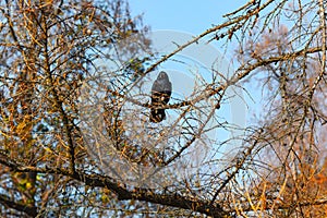 Raven standing on a branch