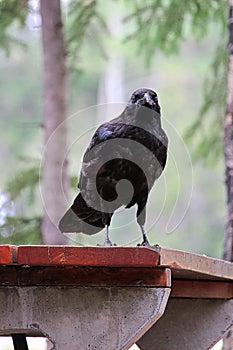 A raven standing on a picnic table