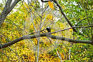 Raven stands on the branch of a tree in autumn forest