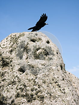 Raven at Stonehenge, England.