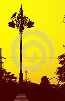 Raven on streetlamp.