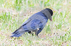 Raven and  the Swiss countryside