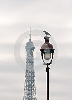 A raven on top of street light in Paris