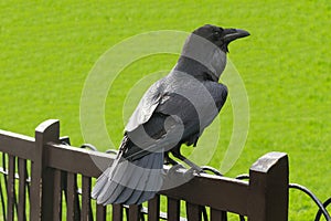 Raven in The Tower of London, UK