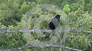 Raven in a tree