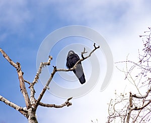 Raven on Tree