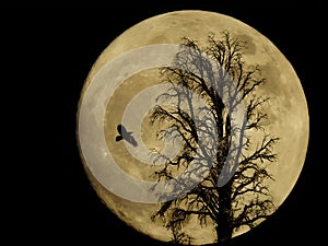 Raven and tree silhouetted by a full moon