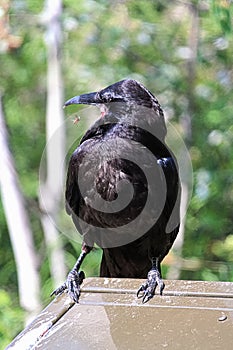 A raven twisting its head to catch a fly