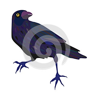 Raven. Vector isolated illustration