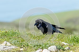 Raven walking in the grass