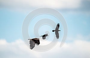 Raven and White tailed eagle in flight. Scientific name: Haliaeetus albicilla, also known as the ern, erne, gray eagle, Eurasian